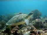 Sea turtles in coral garden. Toutue de mer dans un jardin de corail. Snorkeling, Roseharrycove,Seychelles